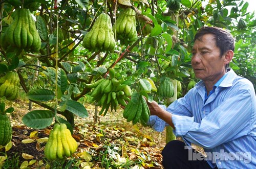 
Ông Nguyễn Văn Thiện (58 tuổi, thôn Đông, xã Đắc Sở, huyện Hoài Đức, TP Hà Nội), có 5 mẫu đất với khoảng 600 gốc phật thủ. Ước tính năm nay cho thu hoạch 20 nghìn quả vào dịp Tết.
