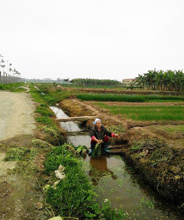 
Người phụ nữ rửa rau ở rãnh nước chết. Nguồn nước dùng để tưới tiêu cho cây cối nhưng sau đó được sử dụng lại để rửa rau.
