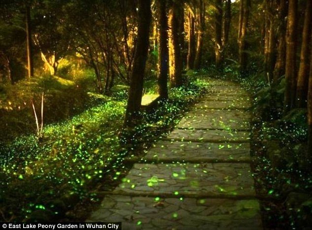 
Công viên đom đóm đầu tiên ở Trung Quốc với hơn 10.000 cá thể
