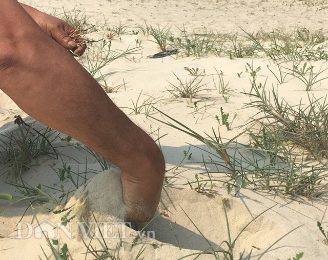 Do mọc trên cát nên việc thu hoạch xà lách biển khá dễ dàng.