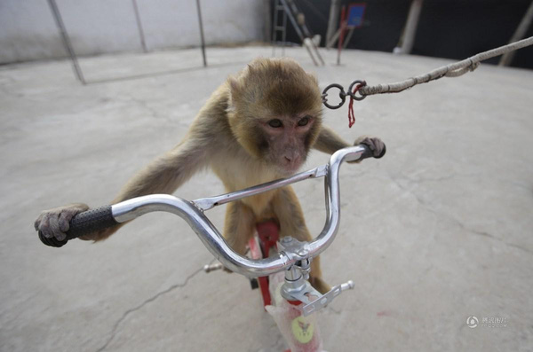 
Những chú khỉ được dạy rất nhiều kỹ năng làm xiếc.
