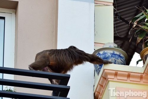 
Con khỉ leo qua các ban công tòa nhà khá thành thạo.

