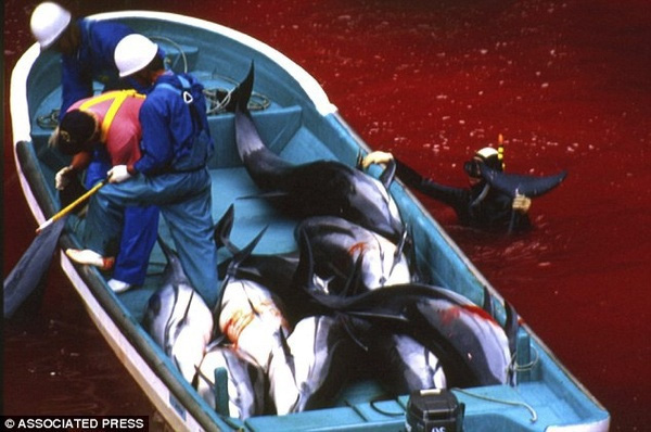 
Những con cá héo bị giết chết chất đầy chết thuyền, dòng nước nhuộm đỏ máu tươi.
