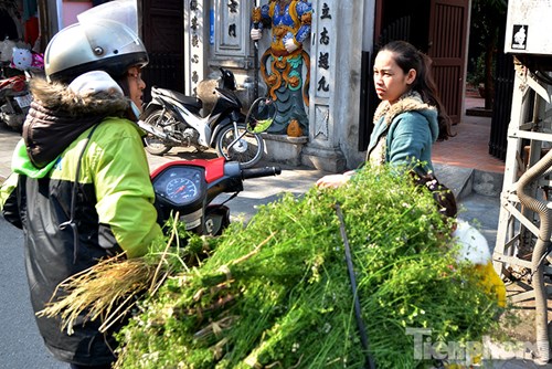 Những hàng rau mùi có mặt trên các tuyến phố.