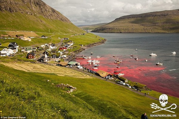 
Sự việc này xảy ra hàng năm ở đảo Faroe và những người tham gia vào cuộc giết mổ quy mô lớn này chính là những thanh thiếu niên trẻ tuổi.
