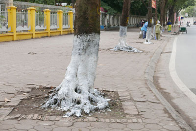 
Dạo quanh phố phường Hà Nội, nhiều gốc cây được quét trắng vôi, được mặc áo mới nhưng tất cả đều có lí do riêng của nó
