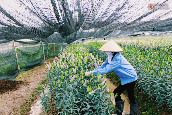 
... nhưng họ cũng đang từng ngày nghĩ cách hãm phanh cho hoa nở muộn hơn.
