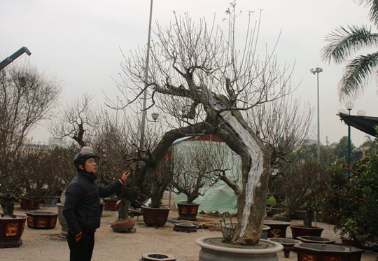 Ông Hiền cho biết cây đào này có tuổi đời trên 30 năm, được ông đưa về từ Quảng Ninh mấy năm trước