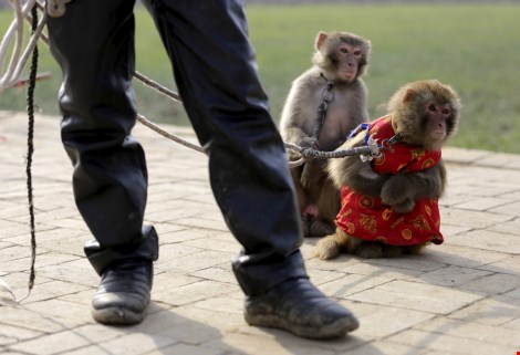 
Các chú khỉ đang xem những người bạn của mình biểu diễn.
