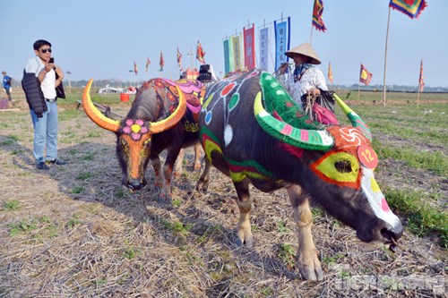 
Hai con trâu của gia đình ông Thắng.
