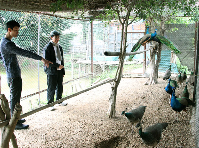 
Anh Nguyễn Thành Nam (bìa trái) tìm mua chim công làm quà biếu dịp Tết.
