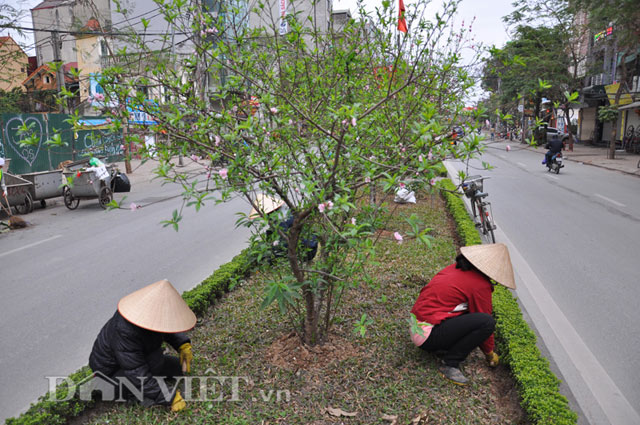 Công nhân dọn cỏ dưới gốc đào rừng bung nở rực rỡ.