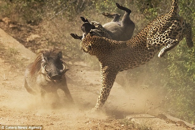 Nhiếp ảnh gia Koos Fourie ghi lại cảnh tượng lợn lòi mẹ điên cuồng tấn công báo gấm để giải cứu con trong vườn quốc gia Kruger, Nam Phi.