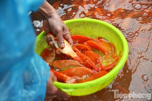 Nhiều người ở tỉnh khác cũng về chợ cá Yên Sở để mua cá chép về bán lẻ.