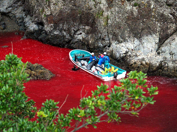 
Kết quả sau những lần giết hại cá heo là vùng nước đỏ ngầu tanh mùi máu.
