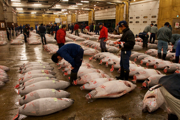 
Những con cá ngừ này sẽ được đem ra chợ để bán đấu giá.
