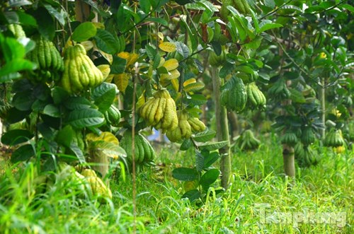 
Hiện nay, hầu hết những người dân trồng phật thủ là người Đắc Sở thuê đất tại khu vực Yên Sở để trồng.
