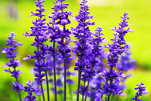 Đây là hoa Oải hương (Lavender). (Ảnh: Internet)