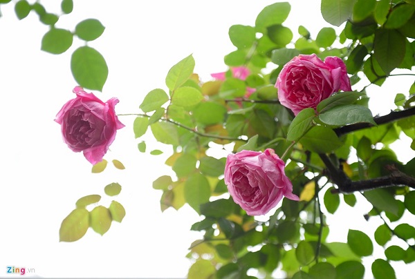
Những cây hồng cổ Sapa mấy năm gần đây được người dân trồng làm cây cảnh trang trí Tết. Mỗi cây có giá tối thiểu khoảng 5 triệu đồng. Những cây có tuổi đời từ 10-20 năm, gốc to bằng bắp tay, tán đều có giá từ 20-30 triệu đồng, có cây lên tới 50 triệu đồng. Ảnh: Zing
