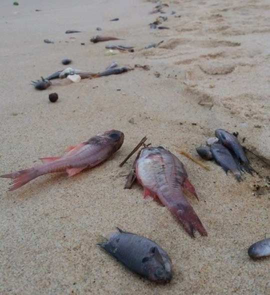 Người dân đã đem cá chết bất thường trôi dạt vào bờ biển về để chế biến và dùng làm thức ăn.