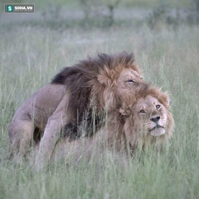 
Hình ảnh âu yếm nhau gây sốc của hai chú sư tử đực.
