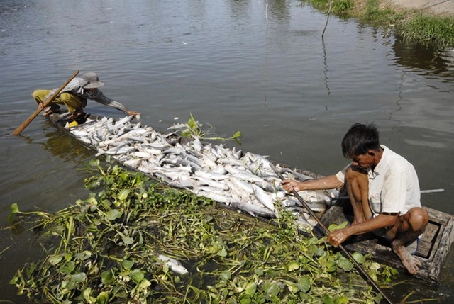
Cá nuôi của nông dân Bến Tre chết trắng kênh vì nước nhiễm mặn. Ảnh: Zing.vn
