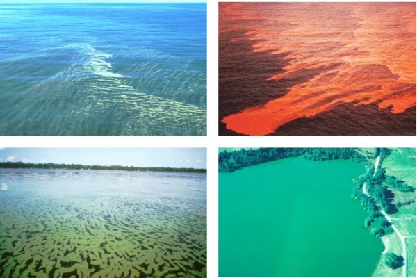 
Như đã nói ở trên, màu của hiện tượng phụ thuộc vào màu của loại tảo bị bùng phát số lượng. Theo thứ tự trái-phải, trên-dưới: Hiện tượng thủy triều đỏ trên Biển Baltic; Biển Nhật Bản; cửa sông St.Johns, bang Florida, Mỹ; và một con sông không rõ tên tại New Zealand. Ảnh: wri.org
