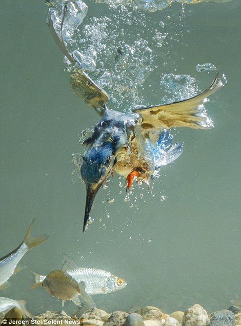 6 năm chụp hình chim bói cá săn mồi