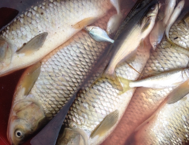 
Cá chết tràn lan tại các hộ nuôi cá lồng bè trên sông Bưởi từ ngày 4-6/5 khiến nhiều hộ bị thiệt hại nặng nề. (Ảnh: D.T.).
