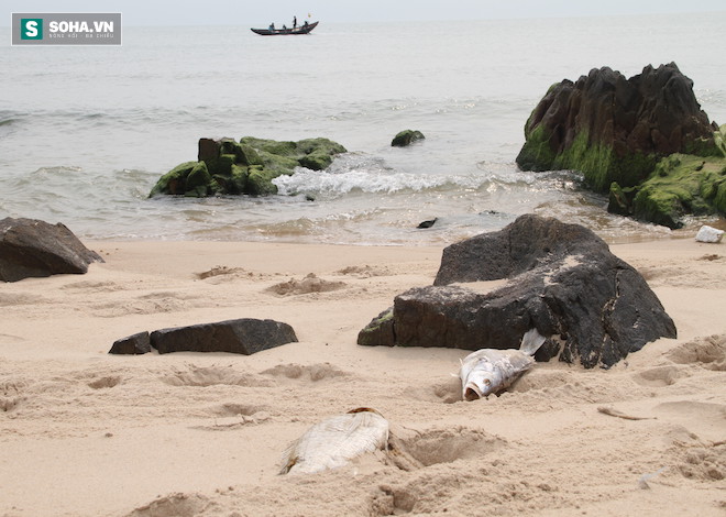 Nhiều ngày trước đó, tình trạng các loại cá chết dạt vào bờ dọc biển Vũng Áng (Kỳ Anh, Hà Tĩnh) khiến người dân địa phương hoang mang lo lắng.