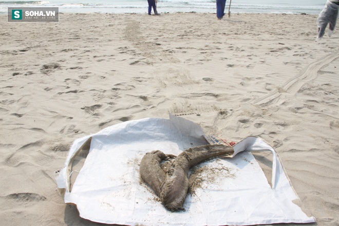 Hình ảnh cá chết dạt vào bờ biển Đà Nẵng mà người dân nghi bị nhiễm độc