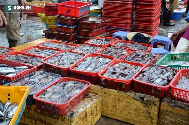 Các loại hải sản ở chợ cá Thọ Quang lại đang ế ẩm