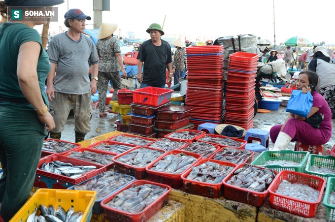 Ngư dân Đà Nẵng cam kết bán hải sản sạch