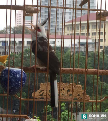 
Đây là chim chào mào đầu trắng có giá hơn 6.000 USD. Chú chim này cũng thuộc sở hữu của anh Chương Tailor – người sở hữu những chú chim cảnh độc nhất vô nhị ở Việt Nam. Ảnh: Nguyễn Huệ - Thiên Di
