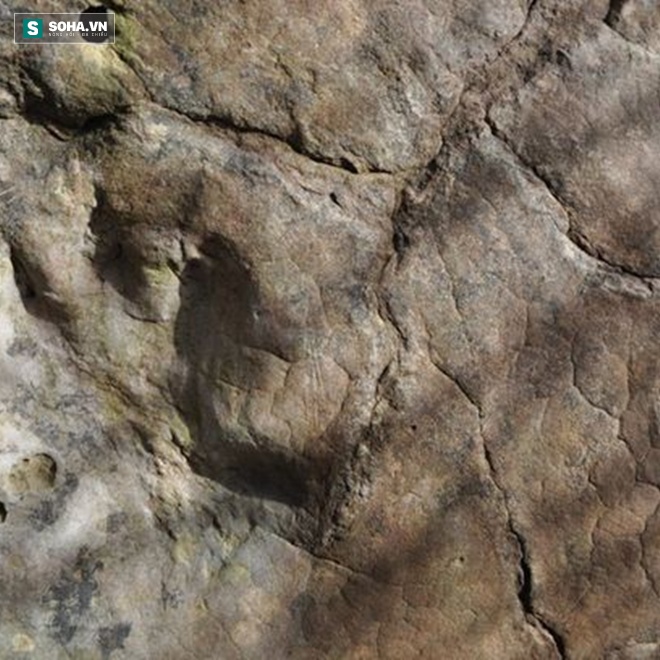 
Dấu chân khổng lồ có thể giúp các nhà khoa học nghiên cứu vén bức màn bí ẩn về loài khủng long cổ đại.

