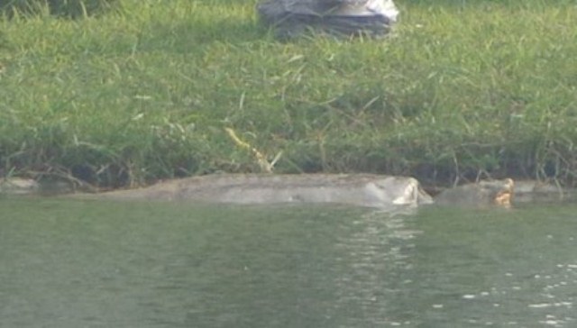 
Trưa 21/12/2015, cụ rùa Hồ Gươm nổi lên ở khu vực đối diện đường Lê Thái Tổ. Rùa nổi trong 2 tiếng, khoảng từ 10 -12h. Ảnh: PGS-TS Hà Đình Đức/Tiền Phong
