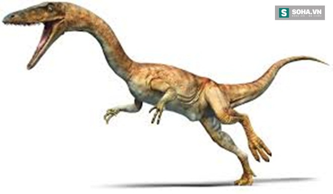 
Khủng long ăn thịt Coelophysis.
