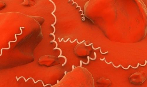 Xoắn khuẩn giang mai được tìm thấy trong máu của cô gái trẻ (Ảnh minh họa)