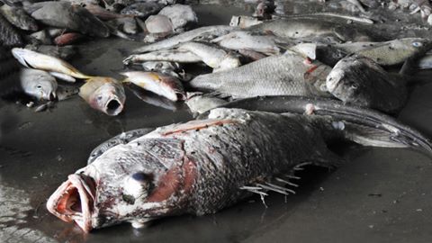 
Cá chết dọc bờ biển miền trung Việt nam.
