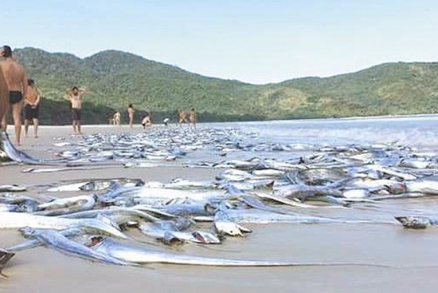 
Cá chết trên bờ biển Brazil.
