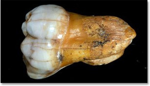 
Chiếc răng to của loài Denisovan.
