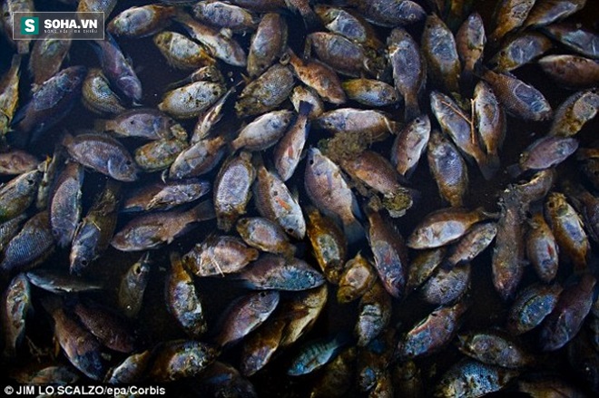 
Tảo độc khiến cá chết do mất oxi
