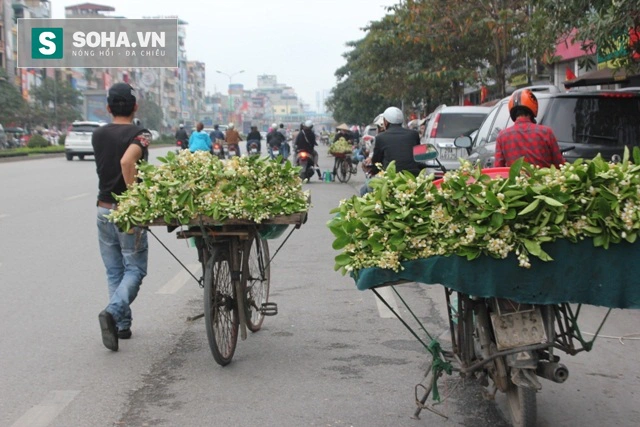 
Những chuyến xe thơm ngát mùi hương bưởi đang len lỏi vào từng con phố Hà thành.
