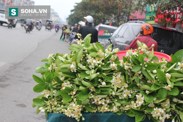 
Dãy phố này có đến vài chục người bán hoa bưởi. Mỗi lần đi qua, mùi hương dịu nhẹ của hoa bưởi khiến nhiều người phải xao xuyến.
