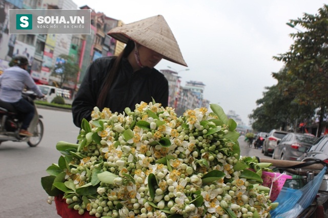 
Người phụ nữ này đã nhiều năm bán hoa bưởi ở các con phố Hà Nội. Chị nhập hoa tận Hưng Yên. Buôn hoa bưởi không lãi như các loài hoa khác vì không để được lâu. Nhưng mùi hương của nó quả thật tuyệt vời, chị tâm sự.
