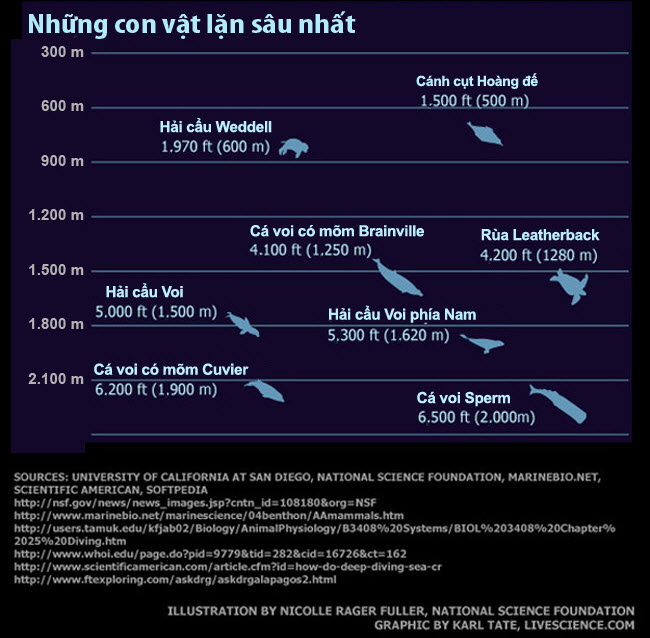 
Giới hạn lặn sâu của một số loài cá. Ảnh Livescience.com.
