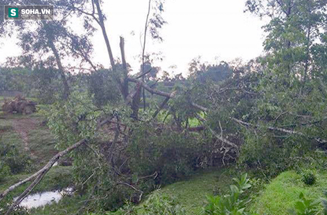 Nhiều cây cối, diện tích lúa, ngô cũng bị thiệt hại nặng sau trận lốc.