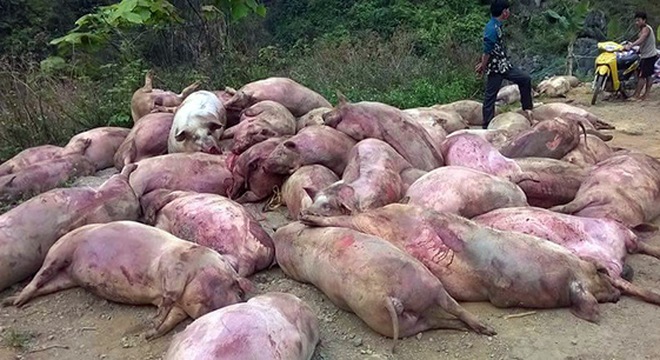 
Hàng chục xác lợn chết bị đổ trộm trên địa bàn xã Khánh Xuân, Bảo Lạc, Cao Bằng. (Ảnh: Long Nguyễn)
