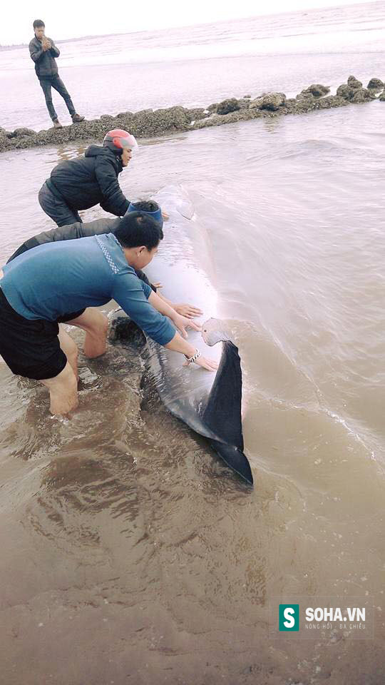
Người dân xã Bạch Long tích cực giải cứu cho chú cá voi bị mắc kẹt.
