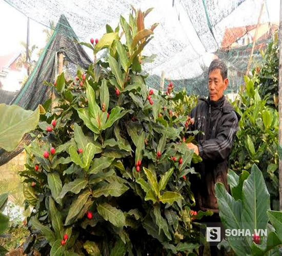 
Người dân đang chăm sóc hoa ngày Tết tại thôn Dân Hạnh, Đặng Cương, An Dương, Hải Phòng (Ảnh: Kiều Oanh).
